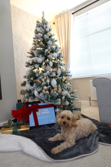 cream cockerpoo laid down on a 100% waterproof grey dog blanket, cream walls in a living room, a christmas tree in the background with white tips, 4 paws yorkshire boxes under the tree with wrapped presents under the tree 