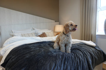Small white dog sat looking at a window on bed in a cream and white bedroom 