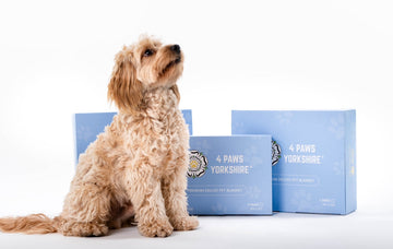 Curly cream cockerpoo sat infont of 3 boxes. The boxes at the 4 paws Yorkshire brand boxes. 
