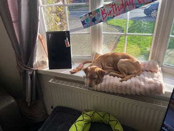 10 most favorite dog breeds around the world (Kennel club stats)