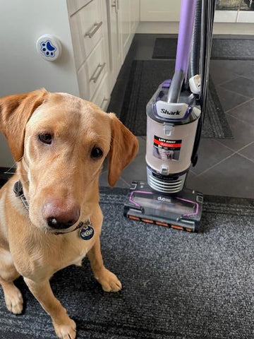 red fox labrador puppy sat in the forefront of the picture, shark hoover in the background, puppy sat on a mat. in a kitchen with black tiles and white kitchen cuboards 