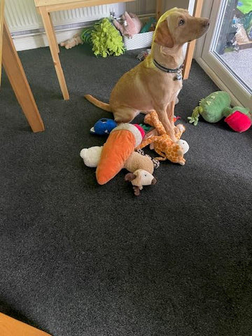 Red Fox Labrador pictured sat on a carpet surrounded by dog toys dog toy box pictured in the background