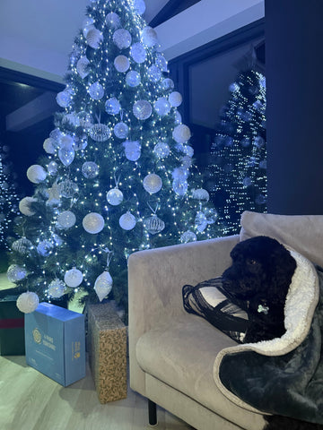 black curly dog, sat on a grey sofa, under a grey 4 paws yorkshire 100% waterproof blanket, a large christmas tree in front of glazed windows, white baubles and lights with the 4 paws yorkshire boxes under the tree with wrapped presents 