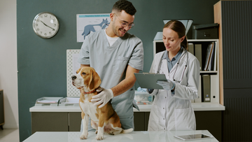 Beagle dog sat on a vets table, with a man stood with his arms round him, a women with a clip board stood next to him writing down information. Book cases with books behind 
