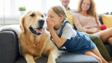 Golden retriever sat on the sofa, a young girl whispering in it's ear, her parents sat behind watching them. The sofa is grey and the room is well lit 
