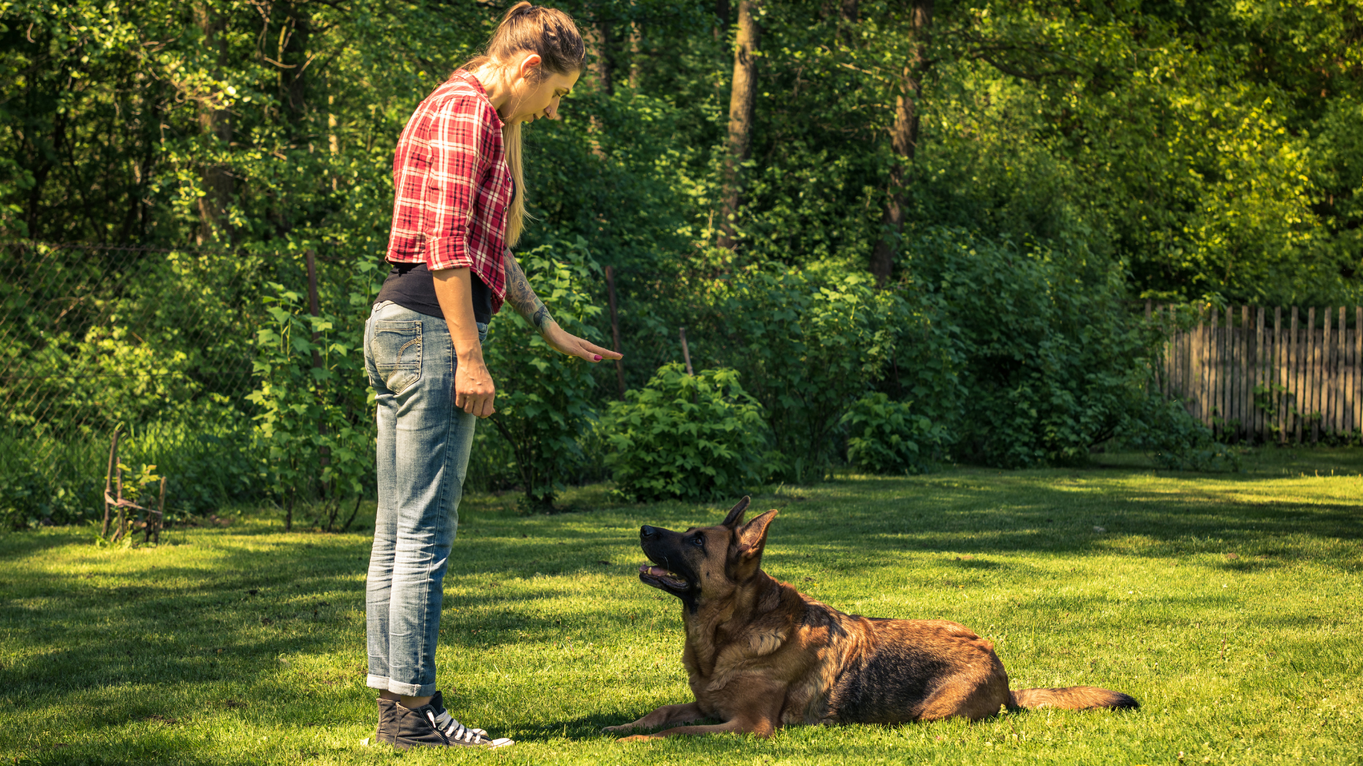 Useful tips for training your dog