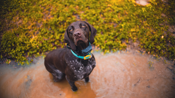 Brown springer spaniel, stood in a big muddy puddle, the dog is wet through, theres green grass to the back of the photo. The dog is wearing a blue collar 