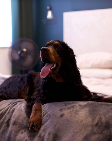 black and brown dog laid on a grey waterproof dog blanket in a bedroom with navy coloured walls and cream bed 