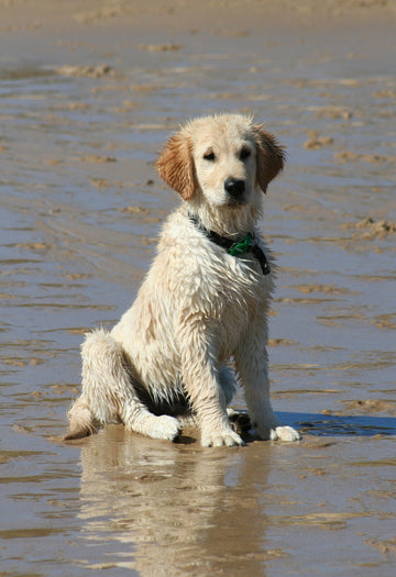 Wet Golden Retriever puppy sat on beach looking at viewer