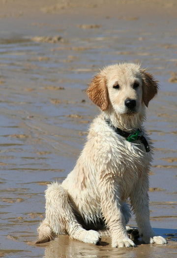 Protect Your Home & Car from Wet Pets – Without the Mess, Stress, or Smell
