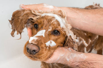 Wet dog in mans hands in white bath, dog has white foam on its head