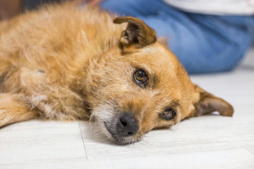 Sad looking dog with ears pricked lying on a plain floor with blue blanket in the background