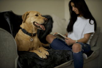 Waterproof Pet Blankets by 4 Paws Yorkshire